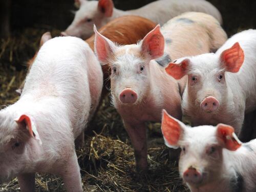 Scrofa attacca un bimbo di 2 anni e uccide un uomo