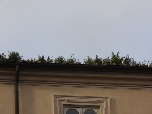 Draghi fa felice Grillo: sul tetto di Palazzo Chigi spunta l'erba, è transizione ecologica