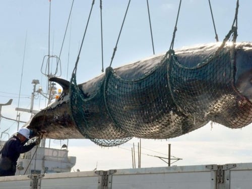 Il Giappone riapre la caccia alle balene