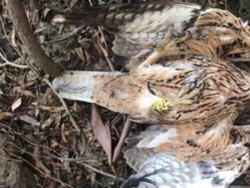 L'aquila di Bonelli uccisa in Sardegna