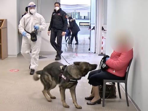 Il mistero dei cani che fiutano i positivi. Pregliasco: non sappiamo come fanno
