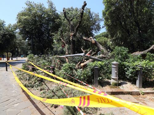 Crolla albero a piazza Re di Roma, altra tragedia sfiorata