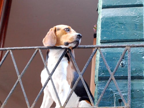 Anche loro in lockdown. Ecco cosa si può fare con il proprio cane in zona rossa