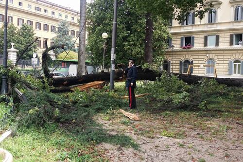 Pino cade nel parco giochi davanti al ministero dell'Economia. Nessun ferito