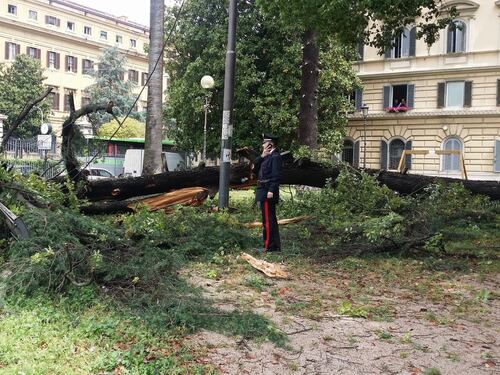 Pino cade nel parco giochi davanti al ministero dell'Economia. Nessun ferito