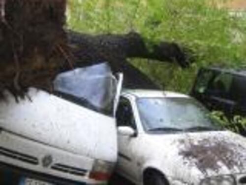 Il maltempo fa strage di alberi