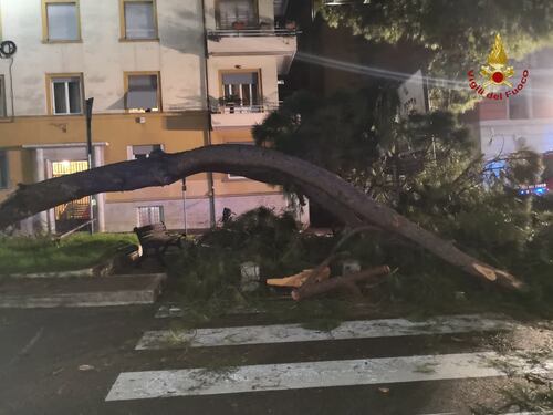 Albero crolla su un'auto a corso Trieste: ferita una donna