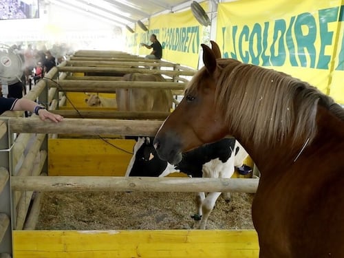 Covid e crisi, record di giovani imprenditori nell'agricoltura. I dati Coldiretti: balzo storico, +14