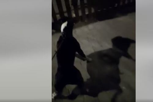 Anzaldi mostra in video la sfida dei cinghiali al suo cane