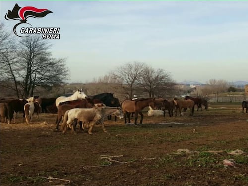 Chiuso allevamento lager, cavalli e muli uccisi e maltrattati
