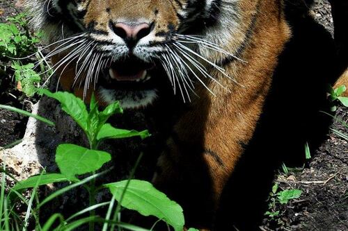Due tigri di Sumatra si incontrano per accoppiarsi e finisce in tragedia