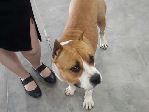 Taglia le orecchie al suo cane Ice. Patteggia 4 mesi di reclusione