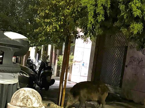 Riecco i cinghiali, accordo tra Comune e Regione: scatta la "caccia" notturna