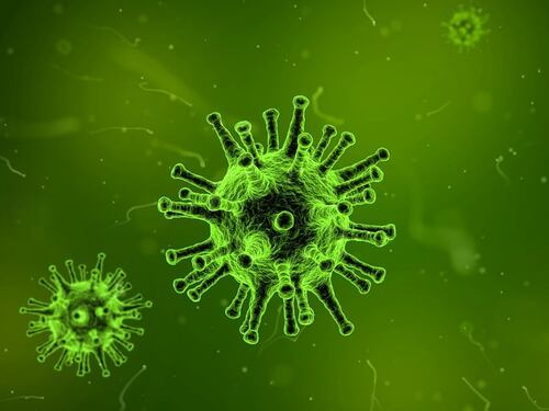 Influenza ‘suina’, due morti a Vicenza. Paura per il virus H1n1