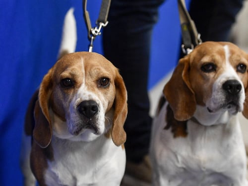 Cani e gatti possono essere contagiati ma non trasmettono il Covid