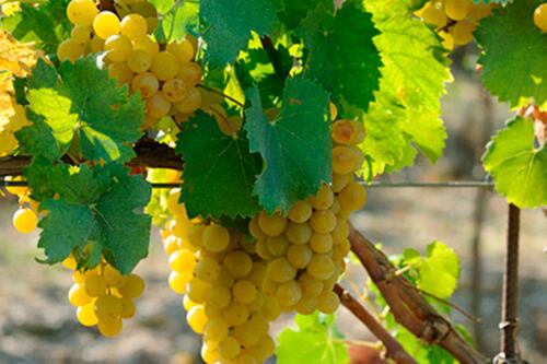 Nasce Vigne di Roma, un capitale di vino