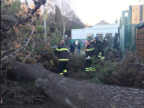 Cade albero all'uscita dal Luneur, una donna finisce in ospedale