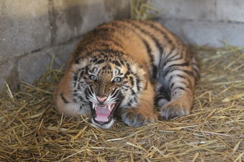 Attaccata e uccisa dalla tigre davanti ai visitatori dello zoo