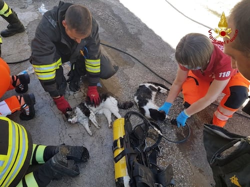 Cani e gatti imprigionati in casa nell'incendio rianimati dai vigili del fuoco