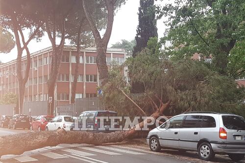 Roma, grosso pino crolla sul cancello dell'istituto Arangio Ruiz