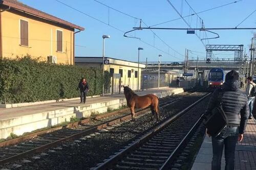 Ferrovia Roma-Nettuno: cavallo sui binari, treni in ritardo di 30 minuti