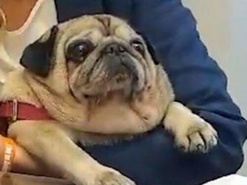 Senato, la cagnolina di Biancofiore Puggy batte tutti: è la prima a Palazzo Madama