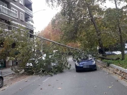 Roma, tragedia sfiorata per la caduta di un albero: colpite numerose macchine in movimento