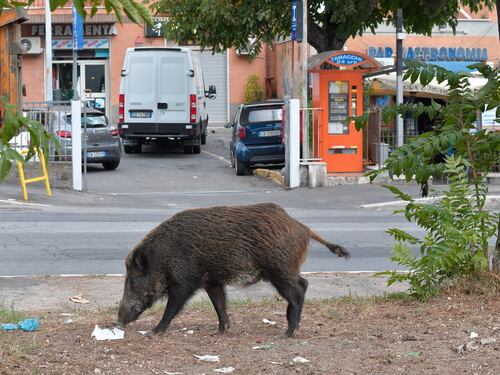 Roma, a bordo di uno scooter uccidono un cinghiale. Due feriti a Prati
