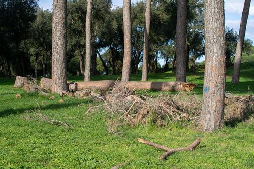 Fratelli d'Italia: "All'Eur abbattuti 52 alberi. Così si distrugge il patrimonio verde della Capitale"