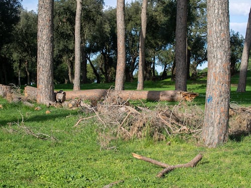 Fratelli d'Italia: "All'Eur abbattuti 52 alberi. Così si distrugge il patrimonio verde della Capitale"