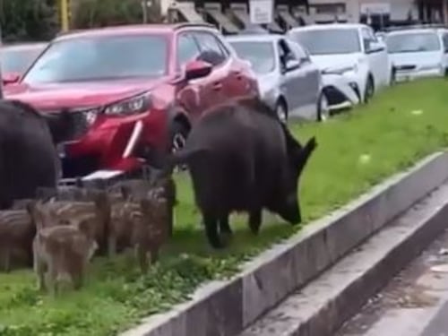 Roma invasa dai cinghiali, ecco perché siamo arrivati a questo punto
