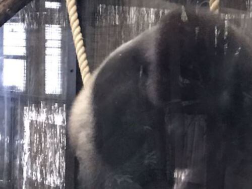Scappa il gorilla, paura allo zoo di Londra