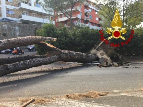 Albero cade in via del Policlinico. Uomo ferito in strada