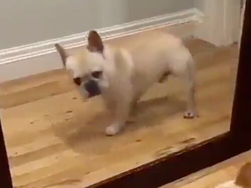Chili di troppo dopo le feste. Il cane allo specchio reagisce così