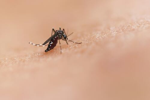 West Nile, donna muore dopo la puntura di una zanzara: era stata ricoverata con febbre