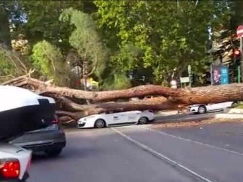 Albero crolla e schiaccia taxi, paura nel quartiere Prati