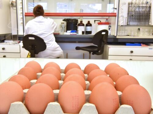Allarme Fipronil, blitz dei Nas: sequestrati oltre 90 chili di uova contaminate