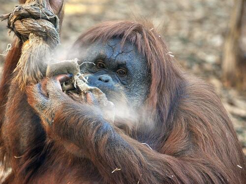 Riso caldo e patate lesse Così gli animali del Bioparco di Roma affrontano il freddo