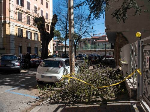 Albero si abbatte sulle auto e crepa il palazzo