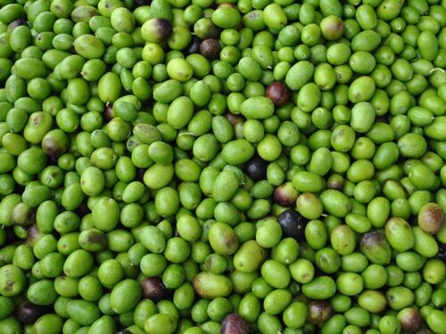 L’oro verde di Canino (VT) protagonista alla Sagra dell’Olivo