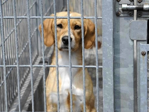 Cure a rischio nei canili, la vita dei cani non vale un euro