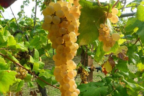 L'Albana festeggia i suoi primi 30 anni di Docg