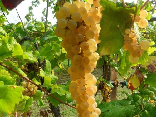 L'Albana festeggia i suoi primi 30 anni di Docg