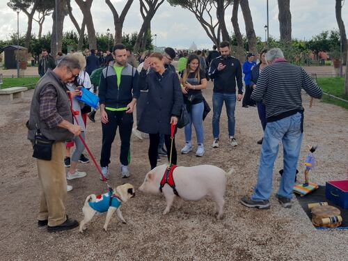 A spasso per Roma con maiali e pecore al guinzaglio, gatti e pappagalli in spalla