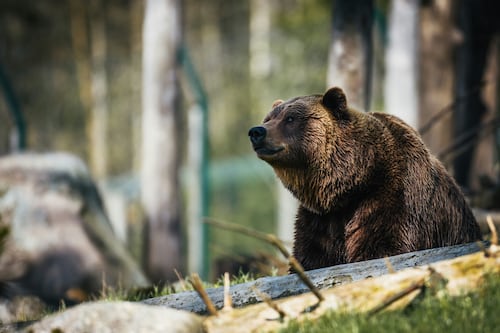 Piemonte, scatta l'allarme per la presenza di un orso nel parco della Valgrade