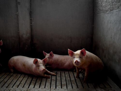La Cina blocca la carne italiana. Allame Coldiretti