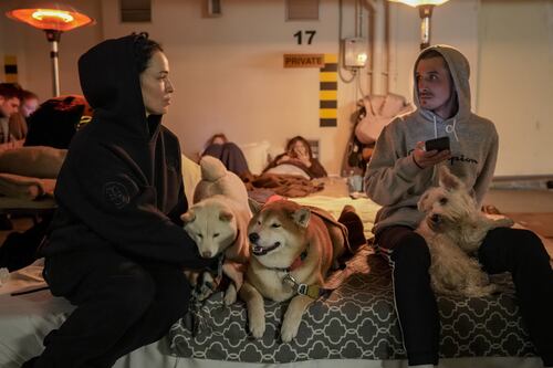 Le bombe uccidono anche gli animali: strage di cani e gatti a Makariv