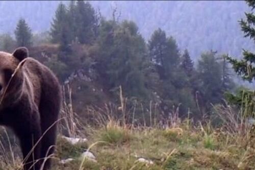 Trentino, ordine di cattura per l'orso che ha aggredito un uomo