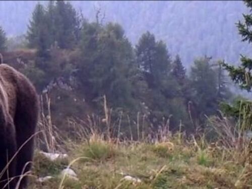 Trentino, ordine di cattura per l'orso che ha aggredito un uomo