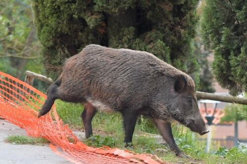 Cassia, schianto in scooter contro un cinghiale: morto l'imprenditore Stefano Violati